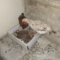 مرغ کرچ گلیم
