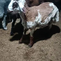 نر بره پلنگی چاق شش ماهه کیلو 750