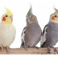 پرنده خانگی