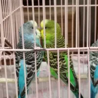 مرغ عشق / پرنده