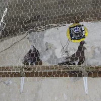 چند تا کفتر خوب|پرنده|قم, حاج زینل|دیوار