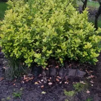 شمشاد طلایی|گل و گیاه طبیعی|سلمانشهر, |دیوار