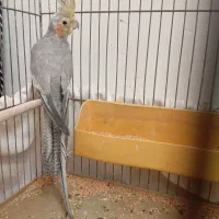 عروس هلندی نر