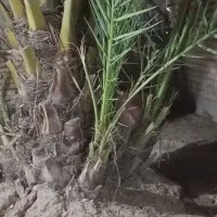 پاجوش