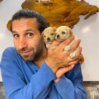 توی پودل یا پودل عروسکی جهت خرید و جفت|سگ|شیراز, آزادگان|دیوار