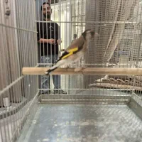 سهره نر فوق شرور مسابقه ایی جوجه امسال|پرنده|تهران, هرندی|دیوار