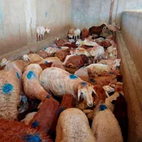 50٪تخفیف فقط تاآخرهفته/گوسفند ضمانتی*زنده/خونی|حیوانات مزرعه|مشهد, عبادی|دیوار