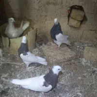 طوقی|پرنده|جرقویه, |دیوار