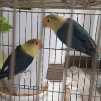 طوطی برزیلی مولد نژاد پاربلو