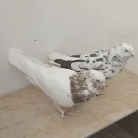 کفتر کبوتر
