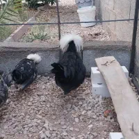 دو عدد خروس ویک عدد مرغ  نژاد سلطان