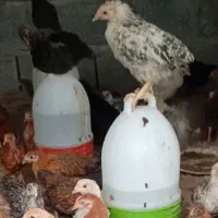 جوجه گلپایگانی