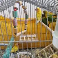 جوجه کوتوله ۳ ماهه
