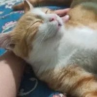 بچه گربه نارنجی لوس و بغلی