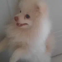 پامرین نر