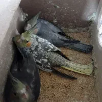 عروس هلندی|پرنده|اصفهان, هوانیروز|دیوار