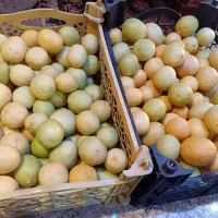 لیموی تازه ودرجه یک