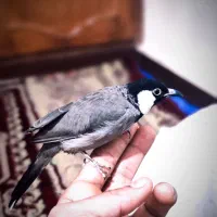 گمشده  قناری|اشیا|اهواز, کمپلو جنوبی|دیوار