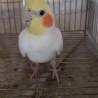 عروس هلندی نر|پرنده|شهرکرد, |دیوار