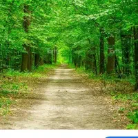 کدوم جنگل خوبه