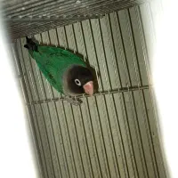 طوطی سالم و سرحال|پرنده|مهاباد (آذربایجان غربی), |دیوار