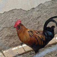 خروس کاکولی جوان