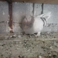 کبوتر کاغذی|پرنده|لنده, |دیوار