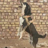 سگ نگهبان|سگ|تربت جام, جامرود|دیوار