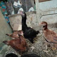 جوجه لاری ۳ماه