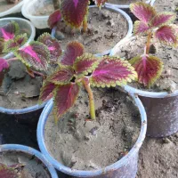 فروش گل های گرمسیری و تولید انواع گل وطراحی باغچه|گل و گیاه طبیعی|میناب, |دیوار