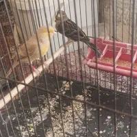 فروش سه عدد ماده قناری