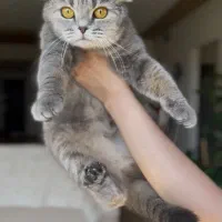 گربه اسکاتیش ماده