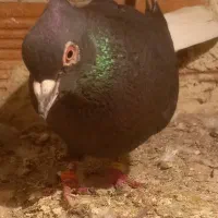 کبوتر فراری دادم