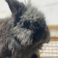 واگذاری خرگوش