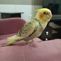 جوجه عروس گل باقالی|پرنده|قم, بنیاد|دیوار