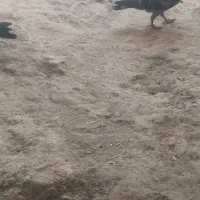 کبوتر|پرنده|آشخانه, |دیوار