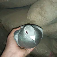 کفتر سبز پلاکی