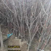 نهال های پیوندی پسته ،بادام،گردو ارقام میوه|خدمات باغبانی و درختکاری|شیراز, نیایش|دیوار