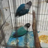 کوتوله برزیلی روی جوجه|پرنده|بوکان, |دیوار