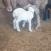 میش و بره