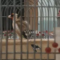 سهره دورگ شطرنجی سرسیاه گل بلند ماده