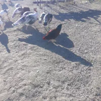 تعدادی بوقلمون و غاز و خروس و مرغ|حیوانات مزرعه|نمین, |دیوار