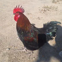 تخم مرغ بلک استار نطفه دار|حیوانات مزرعه|برخوار, |دیوار