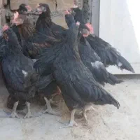 خروس  سیاه چشم زخم حصار و نگهداری