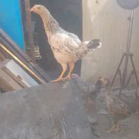 نیمچه مرغ و خروس