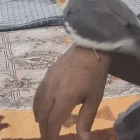 عروس هلندی طوسی گمشده