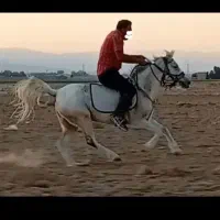 فروش اسب|اسب و تجهیزات اسب‌سواری|فسا, |دیوار