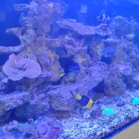 آکواریوم ابشور|ماهی|تهران, امین حضور|دیوار