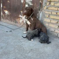 حیوانات|سگ|بیلوار, |دیوار