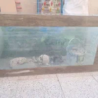 اکواریوم و سینما خانواده